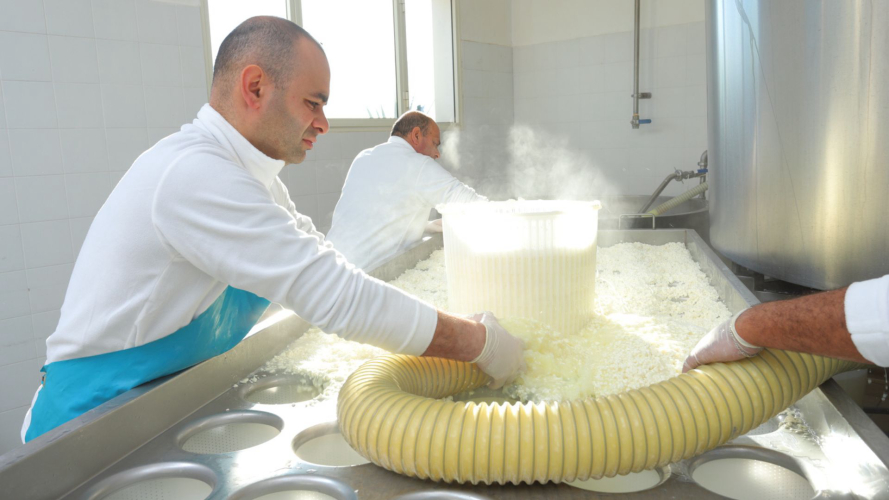 Lavorazione del formaggio nel caseificio di Pattada