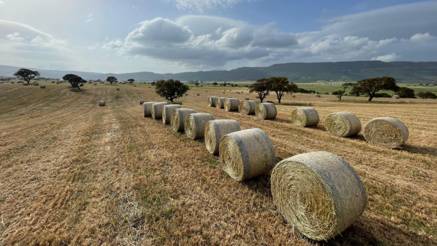 Paesaggio del Logudoro in zona Pattada