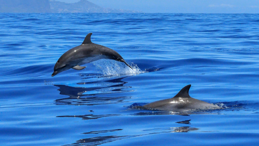 Dolphins