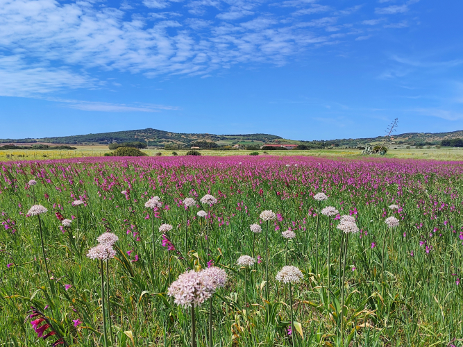 Landschaft im Süden Sardiniens