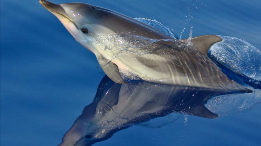 Delfino curioso nuota nelle acque di Capo Figari