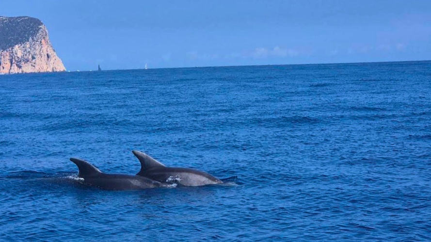 Delfini nuotano vicino a Cala Moresca nel territorio di Golfo Aranci