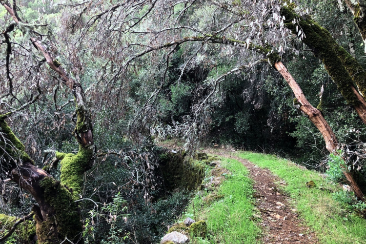 Sendero entre los bosques del Marganai en Domusnovas