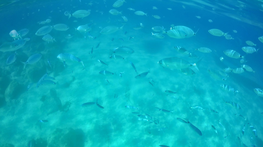 Fische im Meer vor der Ostküste Sardiniens