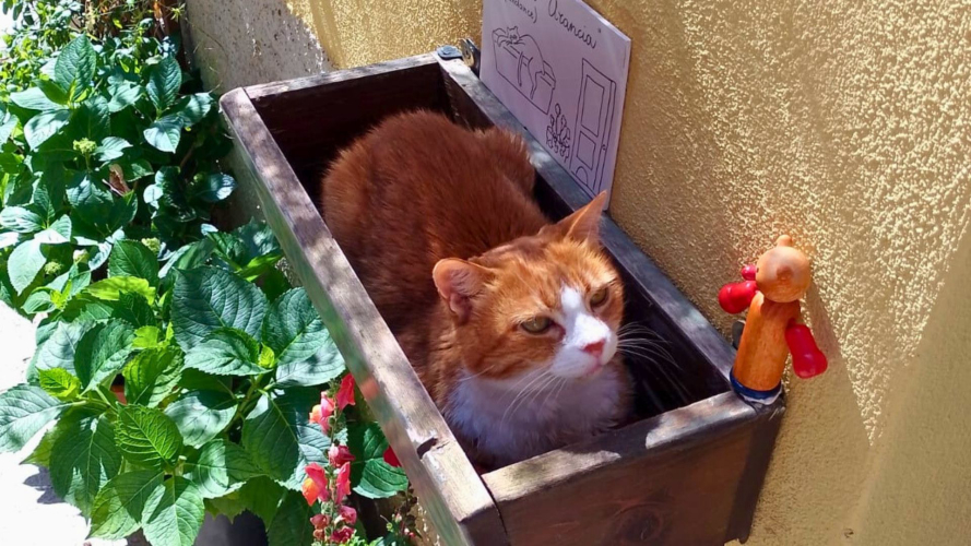Gatto nel centro di Cagliari nel sud della Sardegna