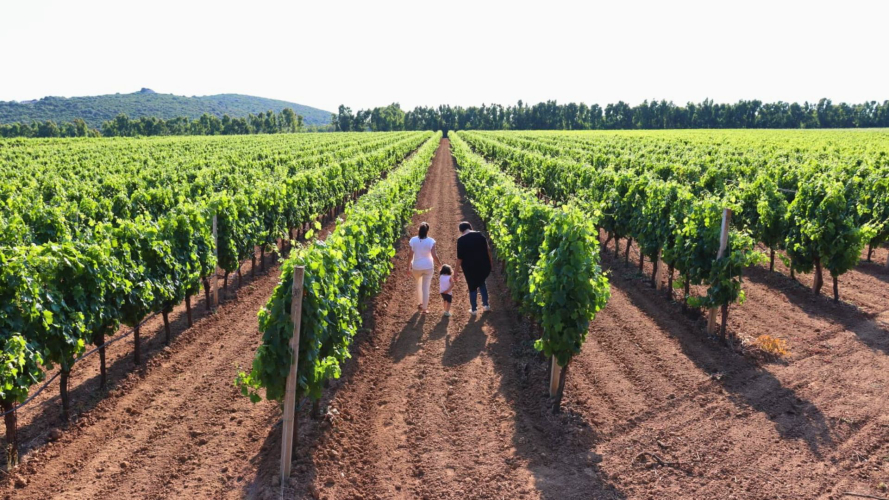People walking in a vineyard near Alghero
