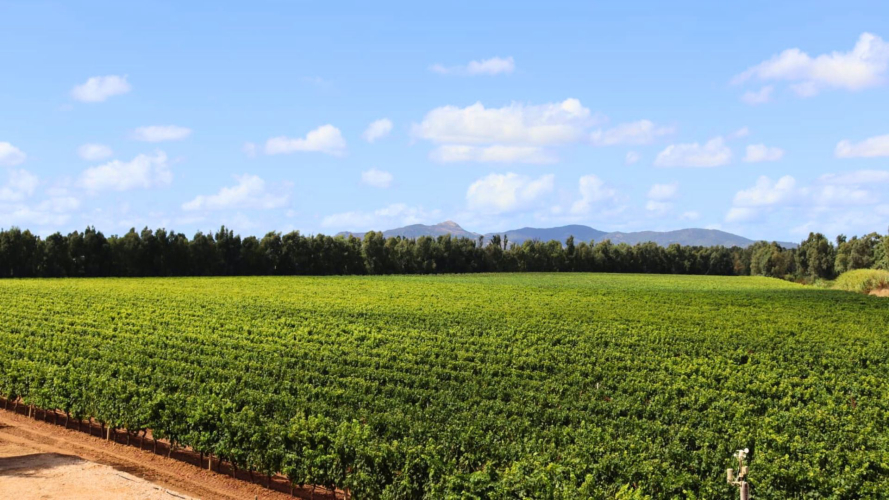 Vineyards in the Porto Conte park in Alghero