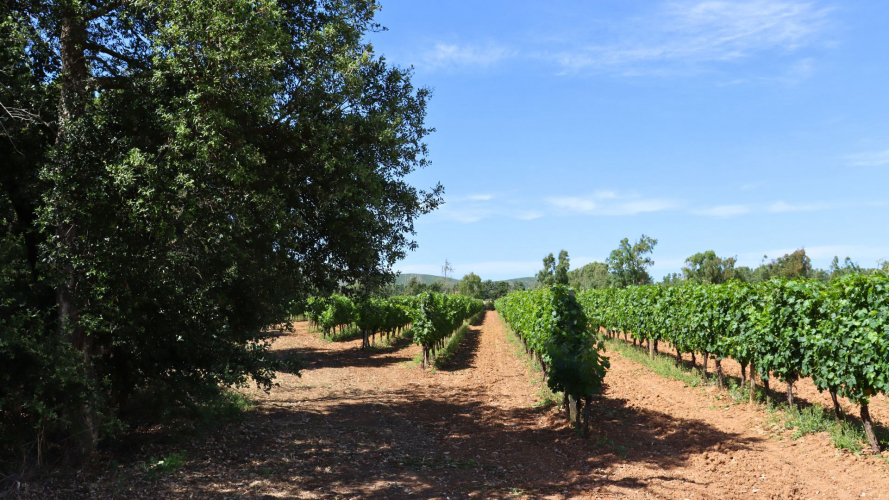 Vineyards in the Porto Conte park in north-western Sardinia