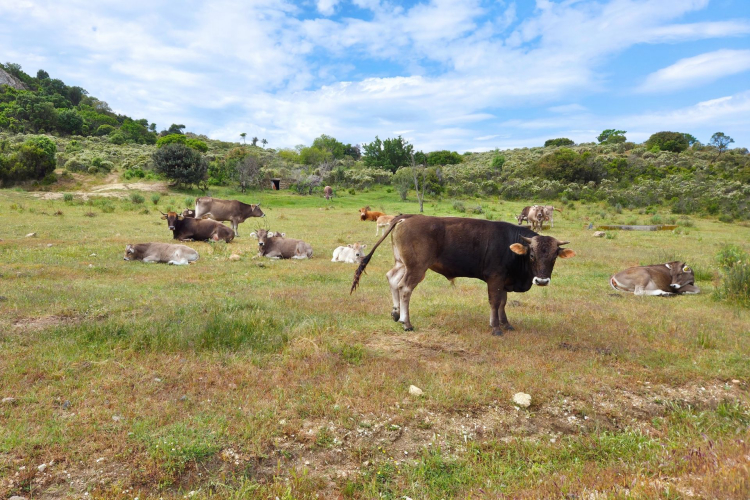 Un gruppo di bovini pascola in un campo erboso nel territorio di Orosei