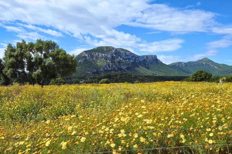 Un tour privato nella Blue Zone di Orosei attraverso paesaggi selvaggi, visite a tombe nuragiche e esperienza in un agriturismo locale.