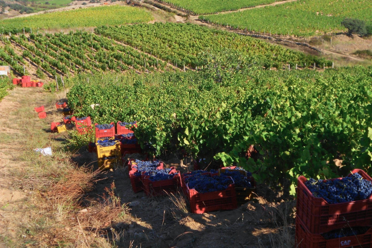 Immagine di una vigneto di Mamoiada con cesti d'uva durante la vendemmia