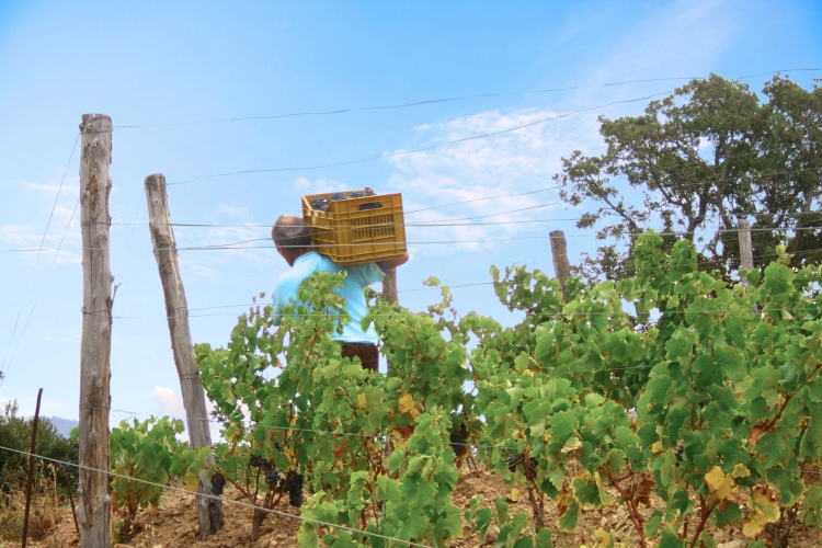 Un uomo trasporta un cesto di uva nella vigna di Mamoiada