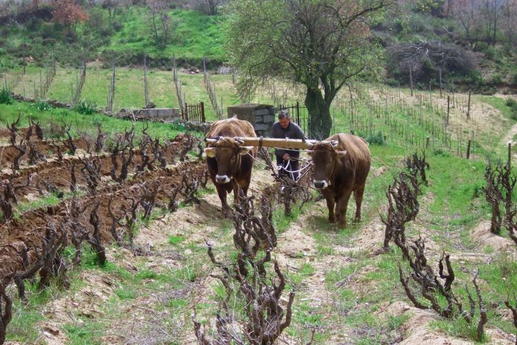 Un uomo guida due buoi che tirano un carretto in un vigneto in Sardegna