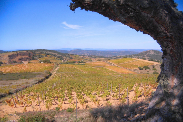 Vista panoramica di un vigneto e di una cantina nel cuore della Barbagia, Sardegna