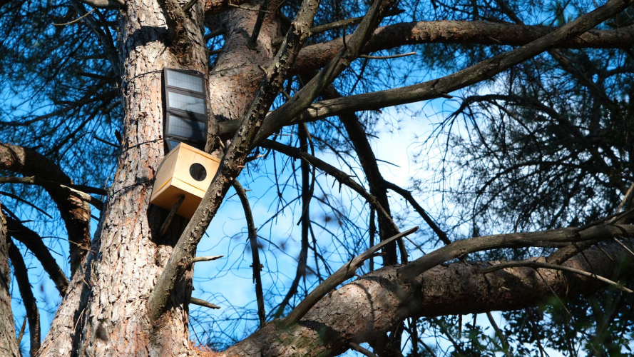 Un parco museo con visita guidata, mostra d'arte e degustazione di prodotti locali a Tempio Pausania