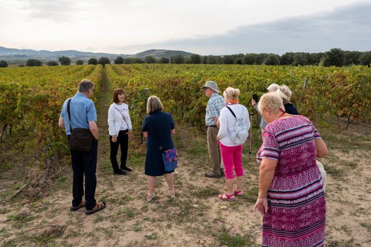 A group of people visit the vineyards, with a guide who explains the winemaking process.