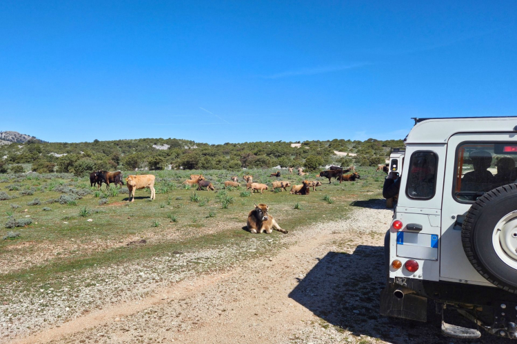Un tour privato nella Blue Zone di Urzulei, Sardegna, conduce alla scoperta di paesaggi spettacolari e tradizioni millenarie, con esperienze di lavorazione del formaggio e lezioni di cucina tradizionale.