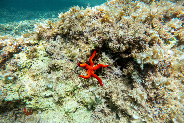 Image d'une zone marine avec un gros rocher recouvert d'algues et de faune marine