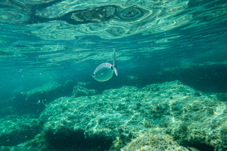 Excursion en stand up paddle entre les criques d'Isola Piana et de La Pelosa à Stintino, en Sardaigne
