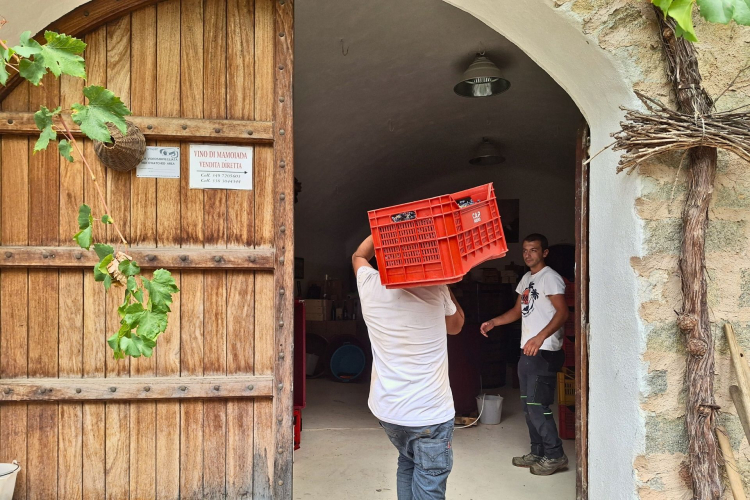 Due uomini trasportano una cassa di uva dopo la vendemmia ed entrano nella cantina storica di Mamoiada