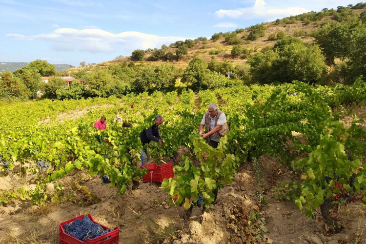 Persone che raccolgono uva in un vigneto in Sardegna, circondato da colline e alberi.
