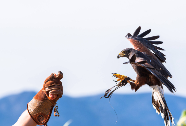 Falco insieme ad un falconiere mentre prende il volo a San Gavino Monreale