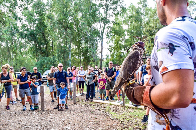 Una persona tiene un falco sul braccio davanti a un gruppo di persone in un'area all'aperto