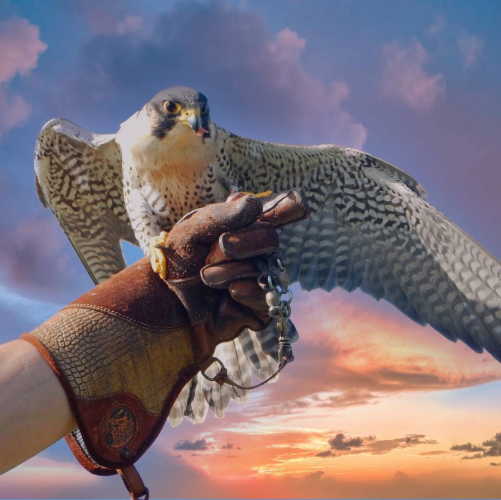 Una persona tiene un falco sul proprio braccio sotto un cielo al tramonto