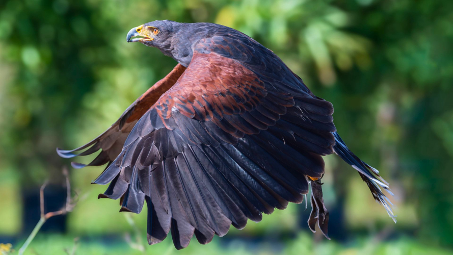 Un'aquila in volo con le ali spiegate su uno sfondo verde sfocato