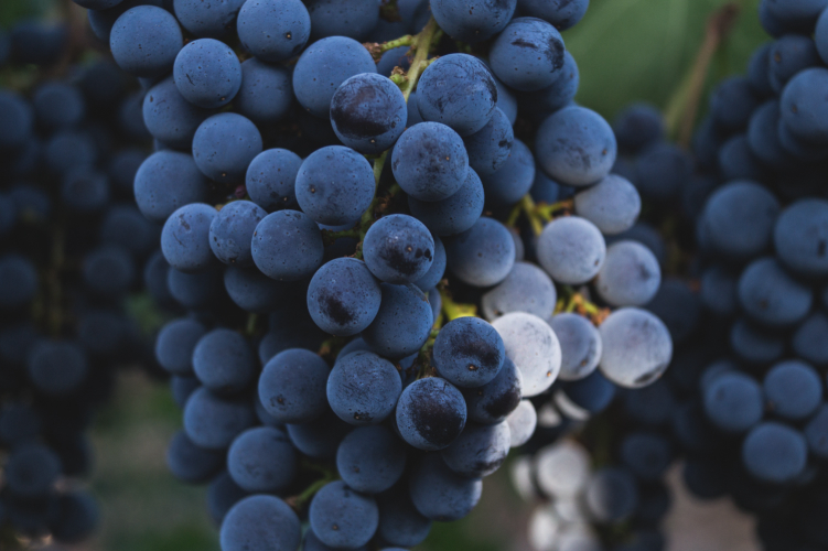 Grape used in the production of Carignano