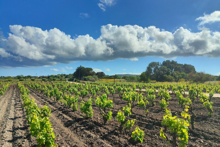 Vineyard in the countryside of Sant'Antioco