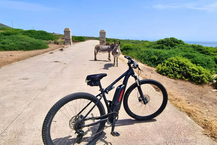 An electric bike rented in Porto Torres to explore the Asinara National Park, with donkeys and other wild animals in a natural landscape.