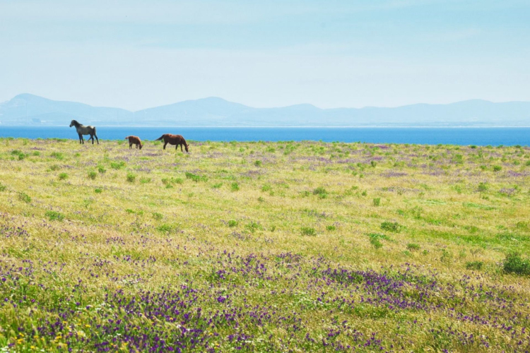 Overview Asinara with horses in the wild