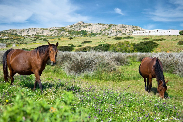 Horses in the foreground at Asinara