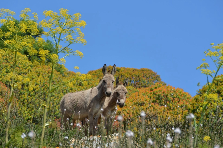 White donkeys in the Asinara National Park