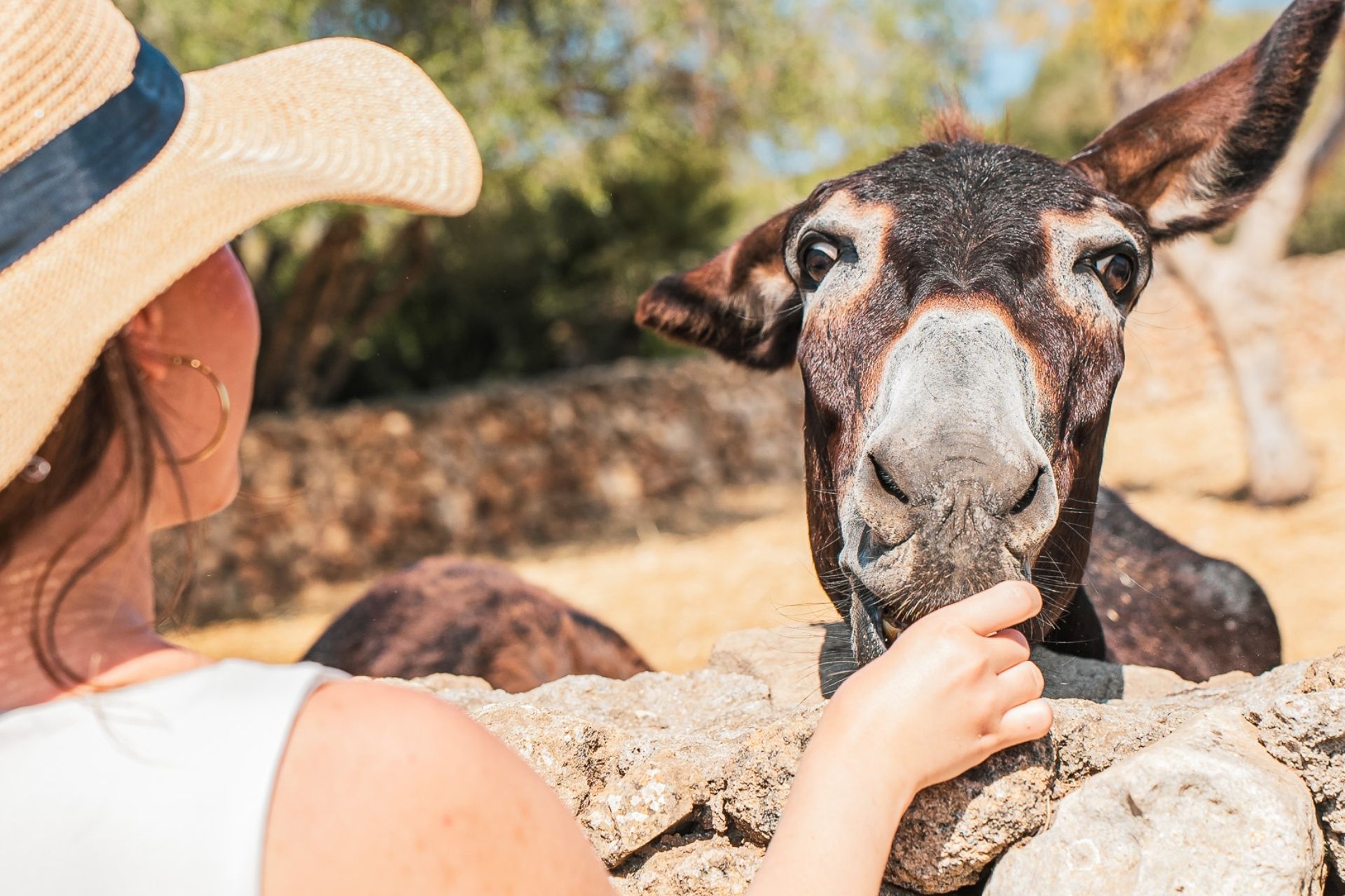 Una mujer con sombrero de paja que ofrece comida a una mula en un olivar. Al fondo, otras mulas y árboles.