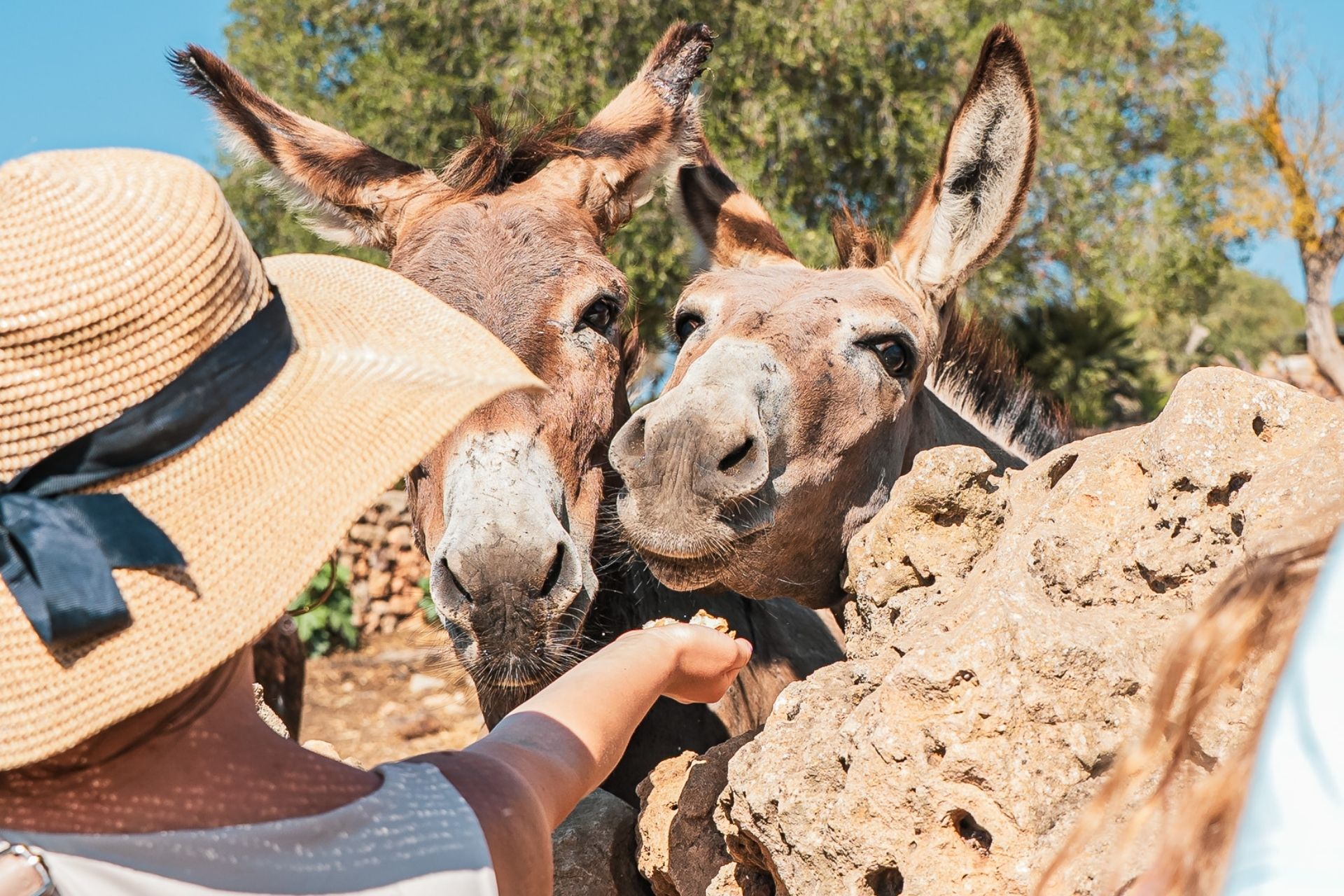 Una persona con sombrero de paja alimenta a dos burros cerca de una roca rocosa.