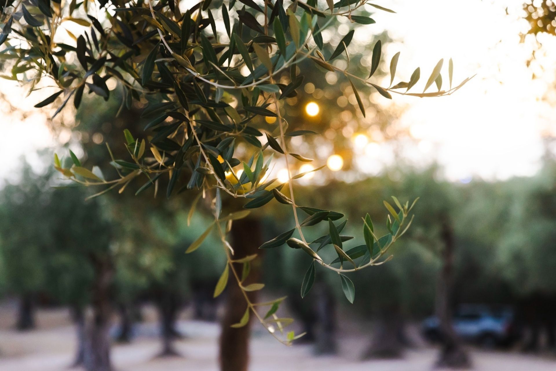 Detail of a centuries-old olive tree on the San Giuliano hill in Alghero