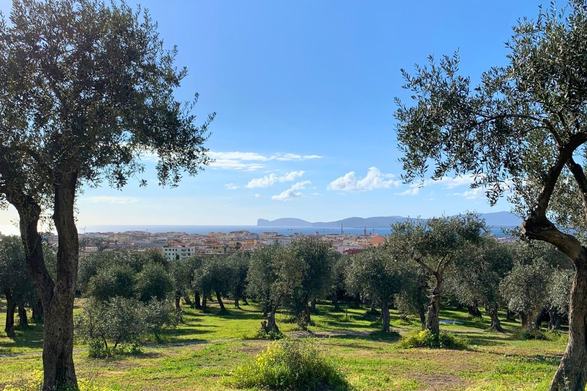 Exclusive view of the San Giuliano hill in Alghero.