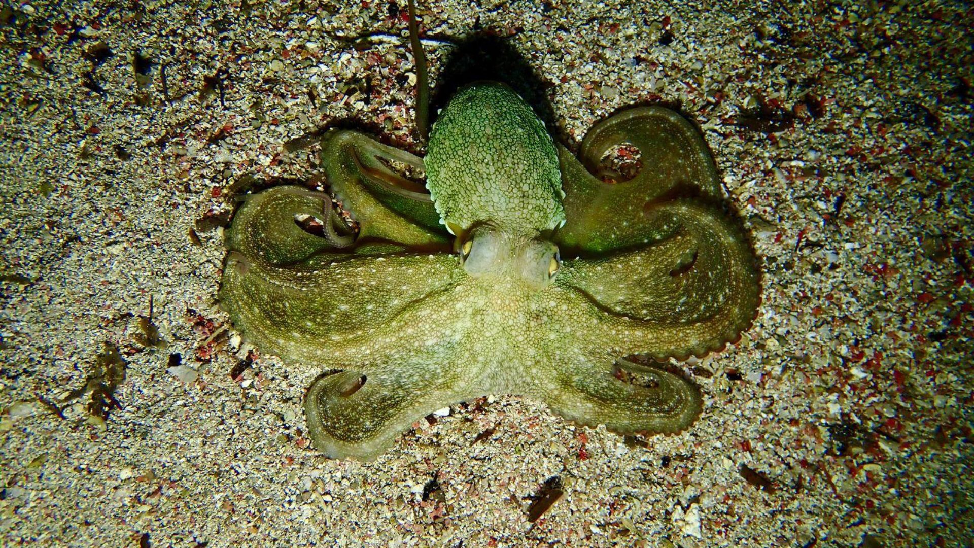 An image of a green octopus on a sandy bottom, which could represent an underwater baptism experience