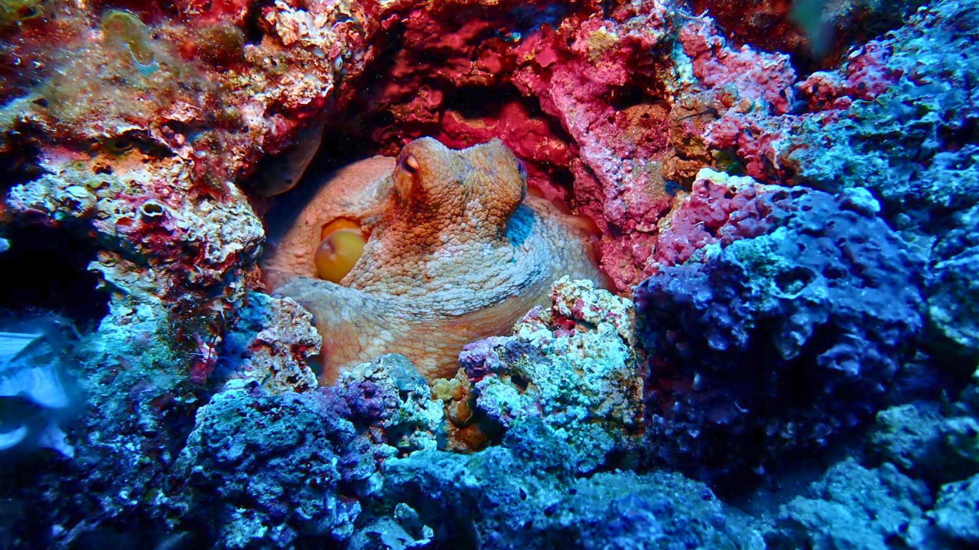An image of an octopus in a sea cave with colorful corals