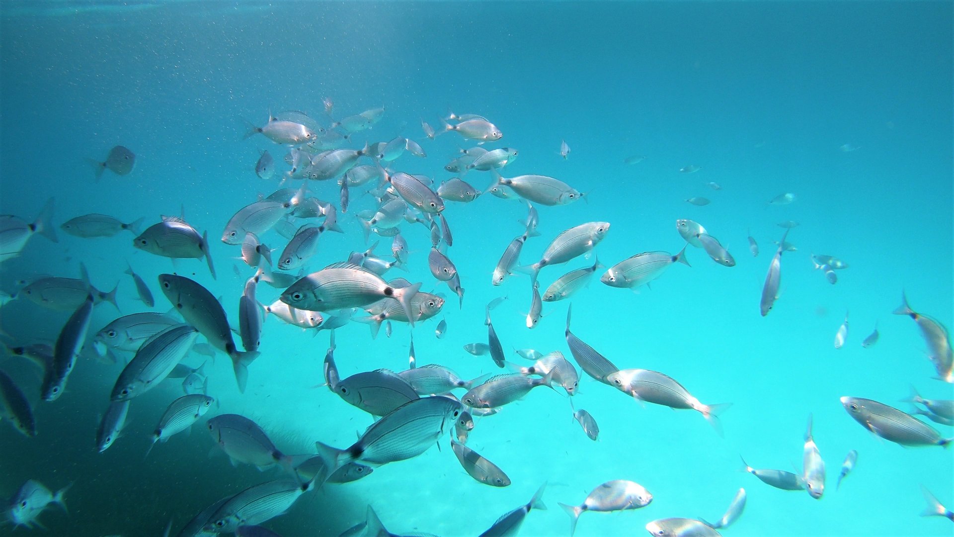 A group of fish swim in clear, blue water below the surface of the water.