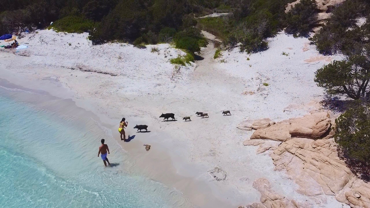 Eine Gruppe von Menschen genießt einen Inselstrand, während eine Gruppe Wildschweine auf dem weißen Sand spazieren geht.