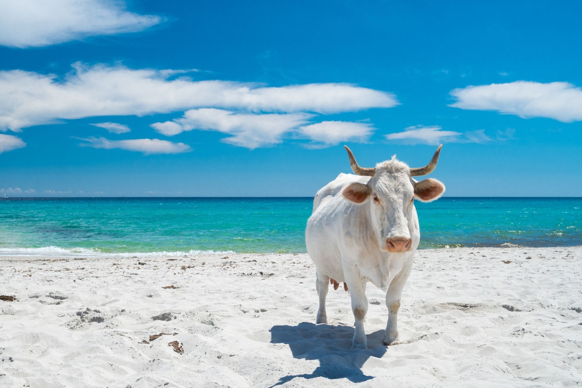 A white cattle standing on the sand of a beach with a calm sea in the background