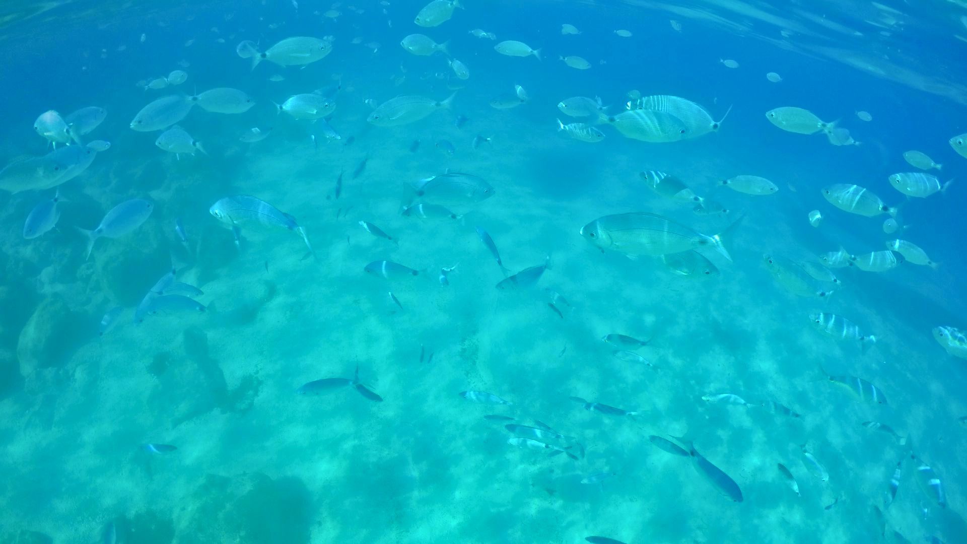 Bild von Fischen, die in einem kristallklaren Meer schwimmen, typisch für den Golf von Orosei auf Sardinien