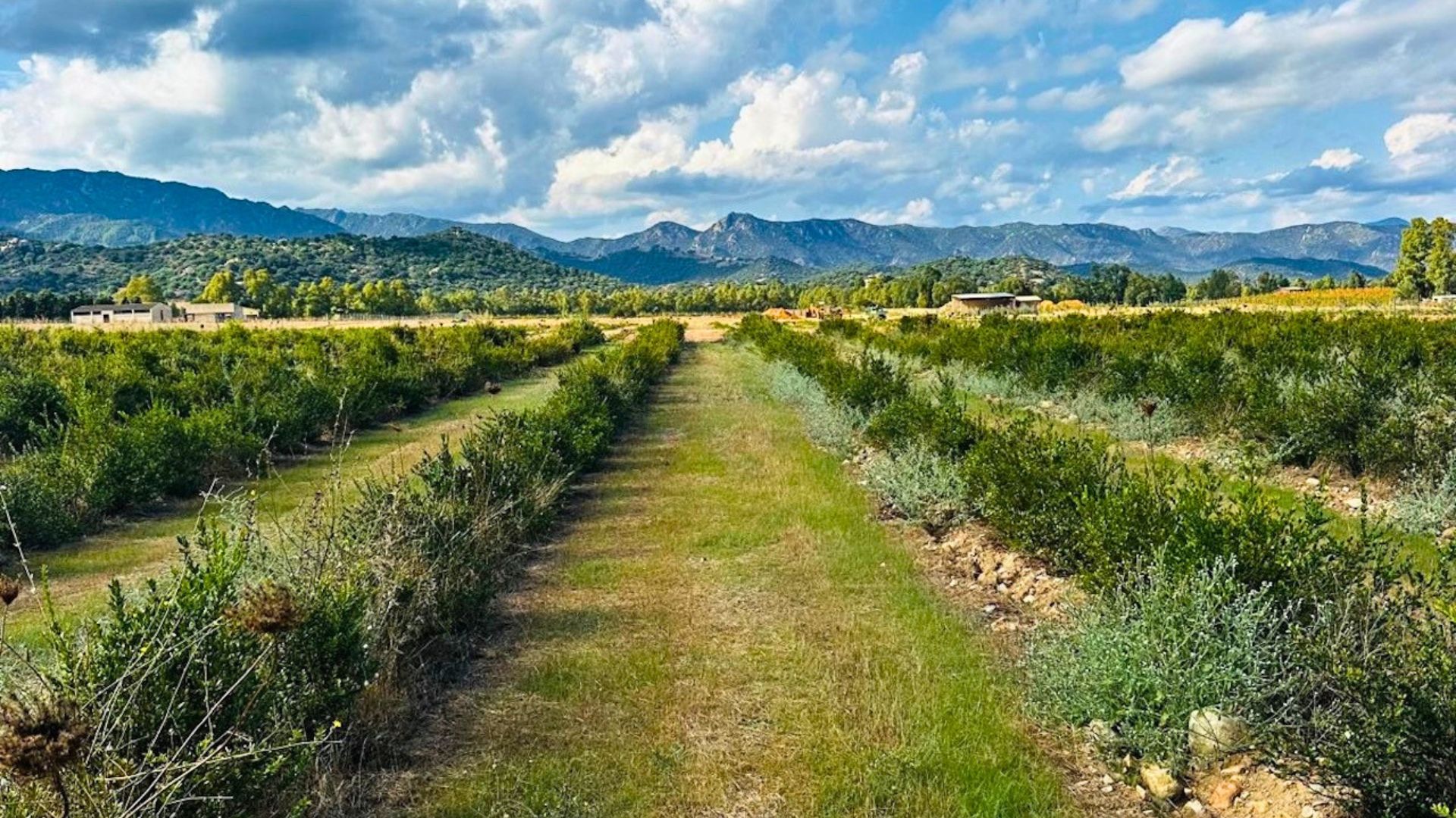 Un viaje inmersivo en una granja entre olivares, cítricos y plantaciones de mirto en Castiadas, Cerdeña