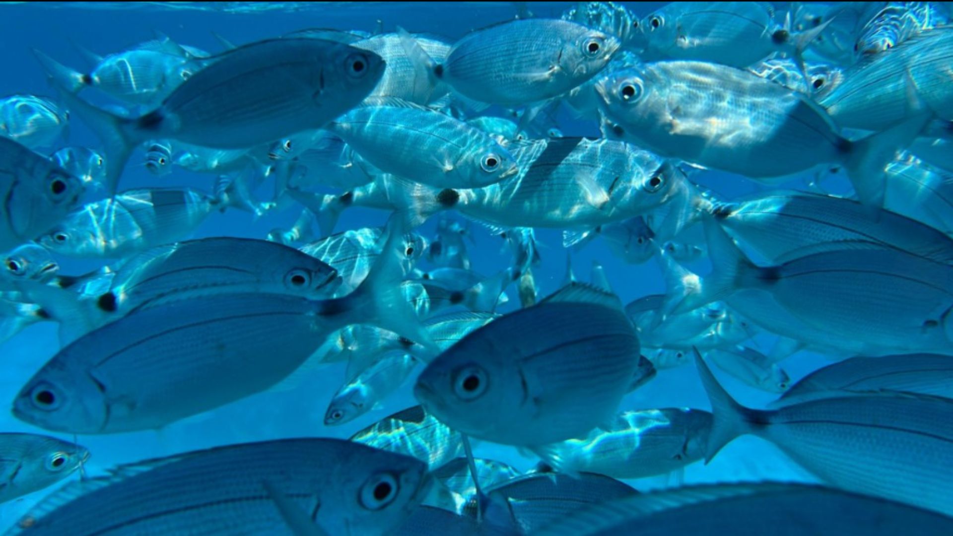 Un grupo de peces nada en aguas cristalinas