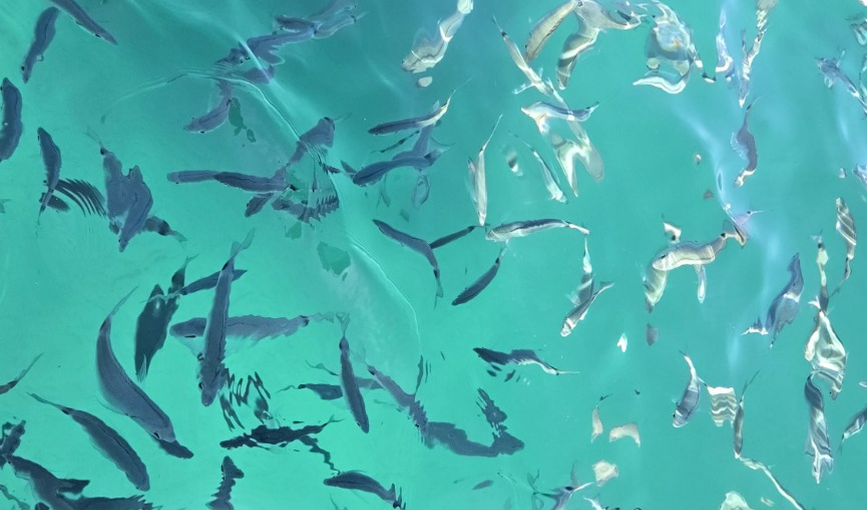 Image de poissons nageant dans des eaux claires et transparentes, avec des falaises calcaires en arrière-plan.