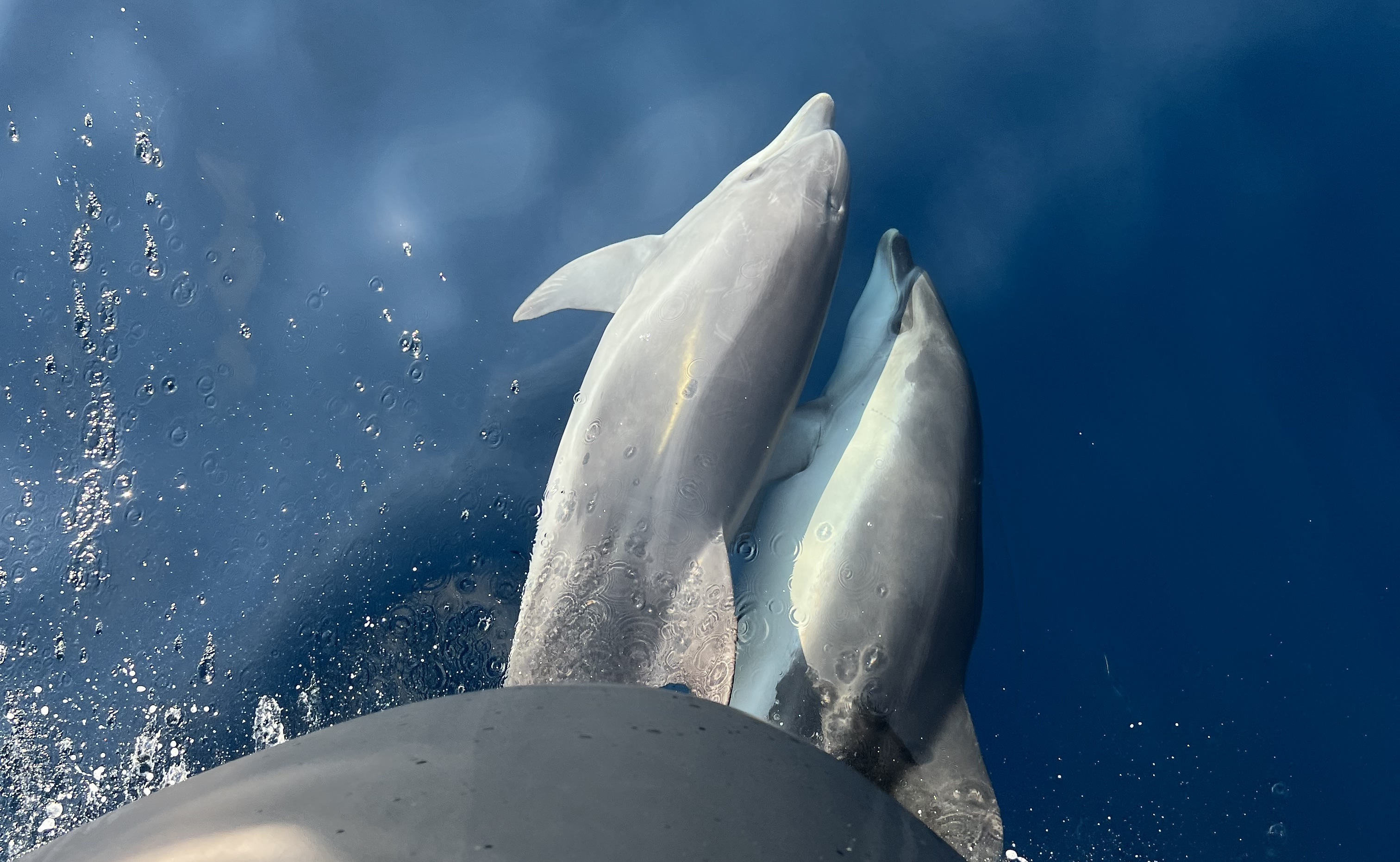 Imagen de dos delfines nadando cerca de un velero con agua azul y salpicando agua.