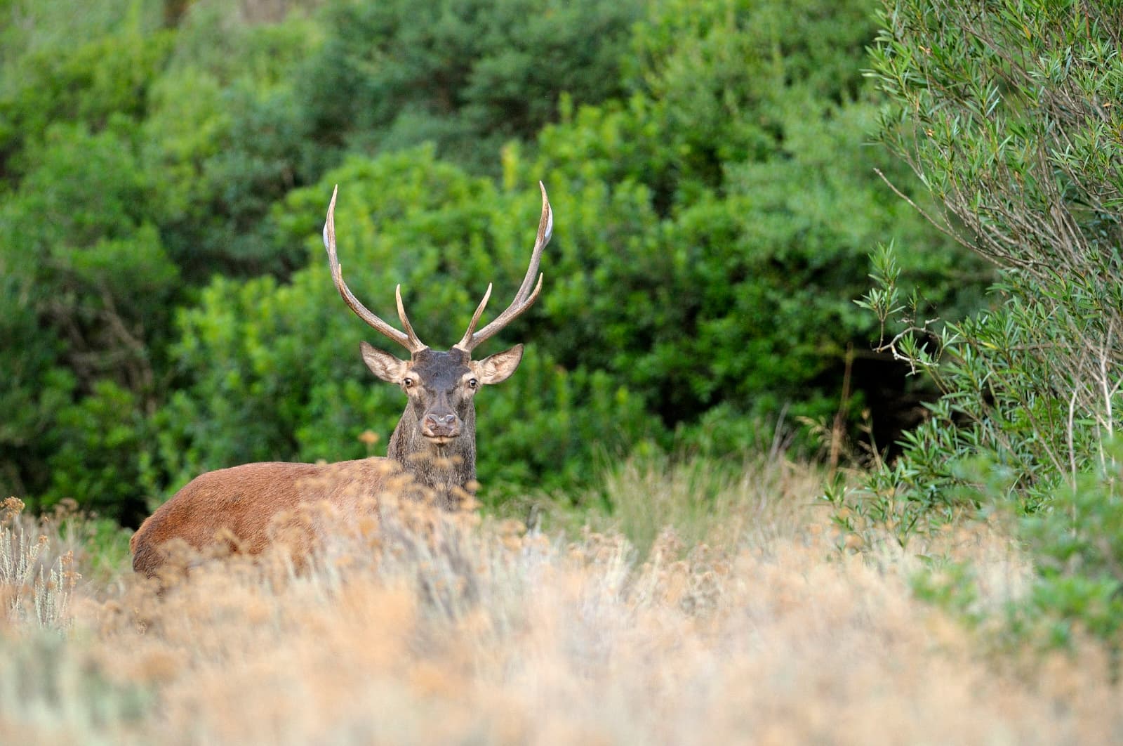 Ciervos sardos en un entorno natural rodeado de bosques y senderos panorámicos.